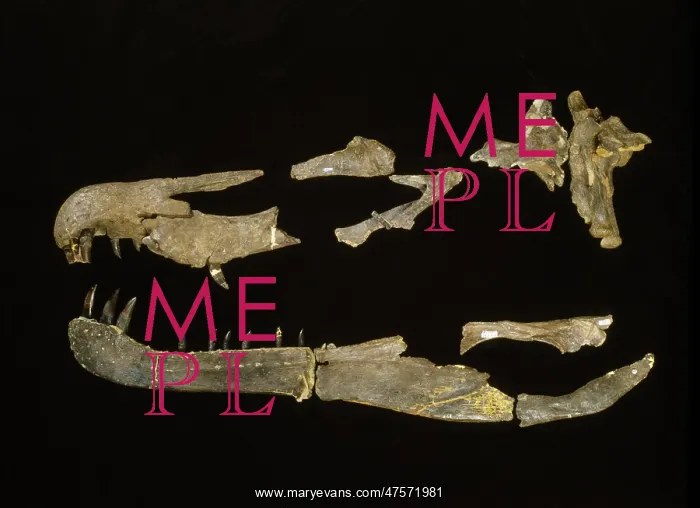 : Baryonyx. Fragments of a skull that once belonged to Baryonyx : Baryonyx. Fragments of a skull that once belonged to Baryonyx