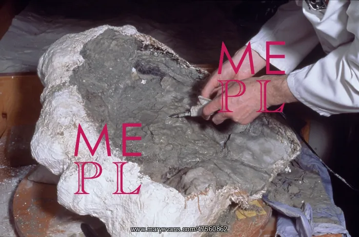 : Baryonyx laboratory work, 1983 : Baryonyx laboratory work, 1983