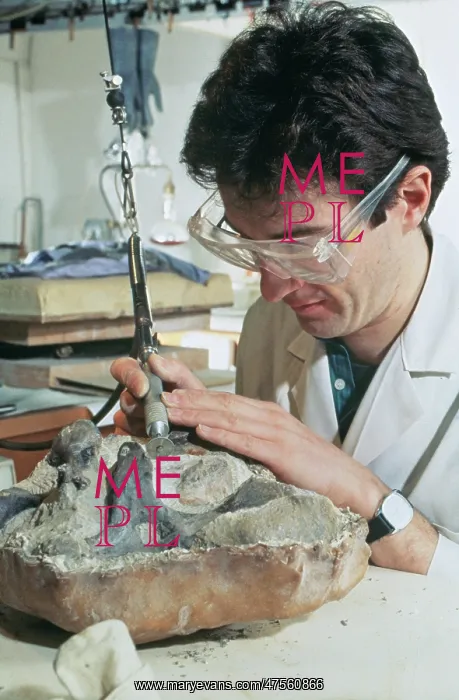 : Baryonyx laboratory work, 1983 : Baryonyx laboratory work, 1983