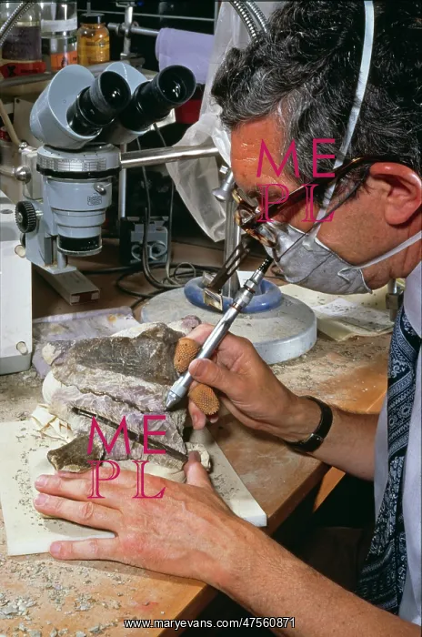 : Baryonyx laboratory work, 1983 : Baryonyx laboratory work, 1983