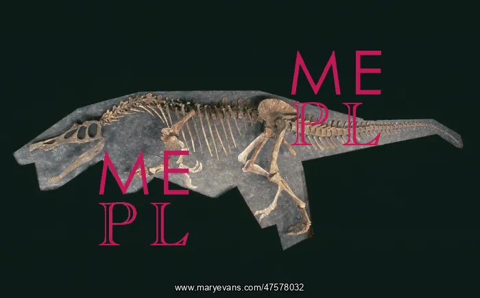 : Baryonyx skeleton : Baryonyx skeleton