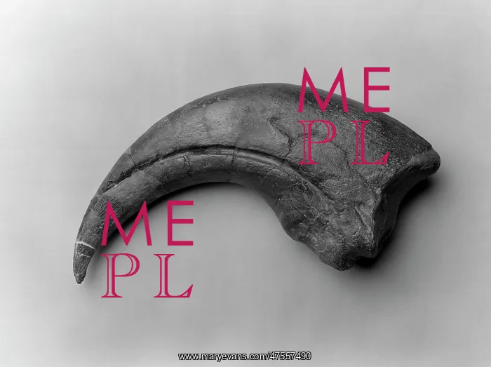: Baryonyx walkeri : Baryonyx walkeri
