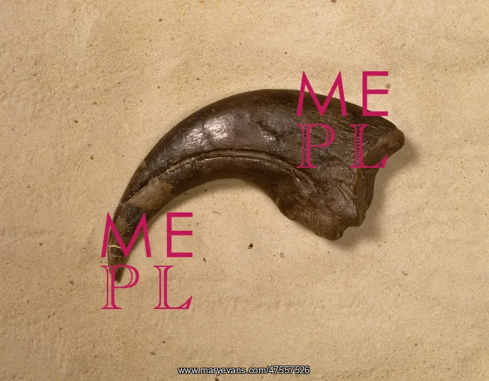: Baryonyx walkeri : Baryonyx walkeri