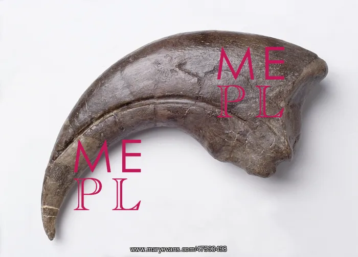 : Baryonyx walkeri : Baryonyx walkeri