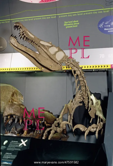 : Baryonyx walkeri : Baryonyx walkeri