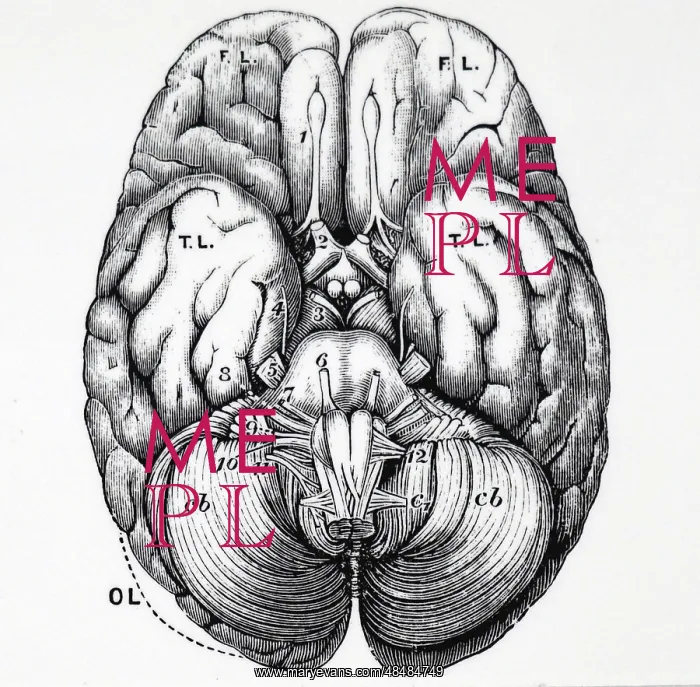 : Base of human brain