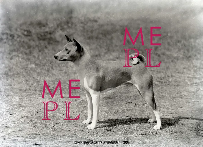 : Basenji - Ch. Andersley Atlantic : Basenji - Ch. Andersley Atlantic