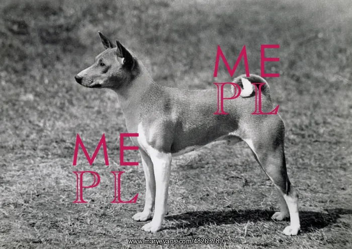 : Basenji - Ch. Andersley Atlantic : Basenji - Ch. Andersley Atlantic