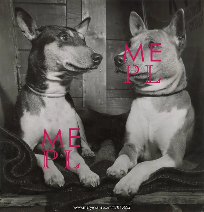  : Two Basenji dogs