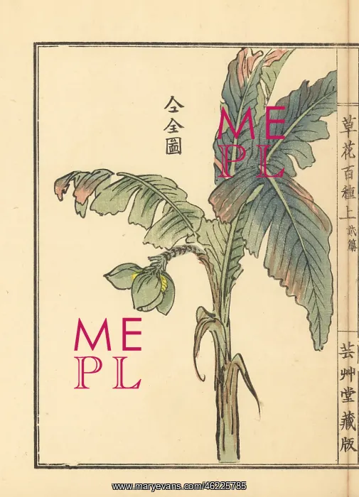 : Bashou or Japanese banana tree, Musa basjoo : Bashou or Japanese banana tree, Musa basjoo