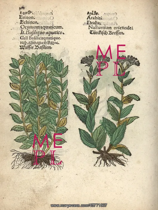 : Basil, Ocimum basilicum, and whitetop or hoary : Basil, Ocimum basilicum, and whitetop or hoary