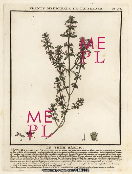  : Basil thyme, Clinopodium acinos