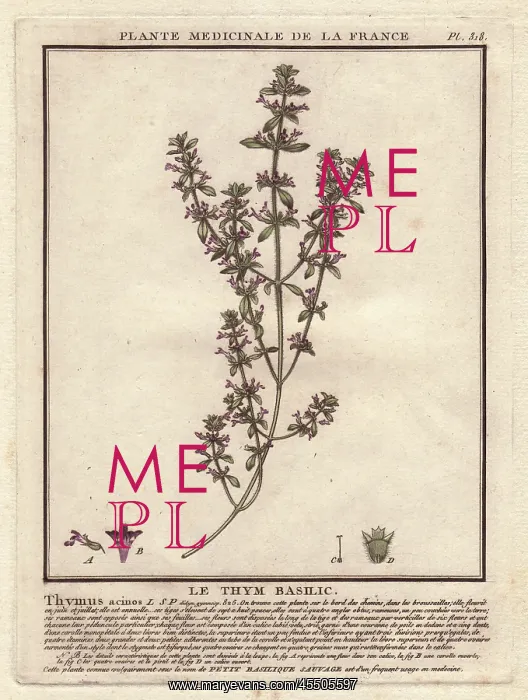 : Basil thyme or wild basil, Acinos arvensis : Basil thyme or wild basil, Acinos arvensis