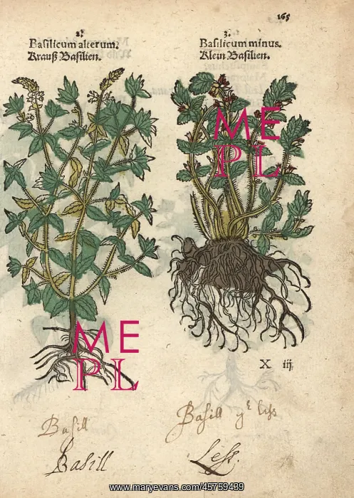 : Basil varieties, Ocimum basilicum : Basil varieties, Ocimum basilicum