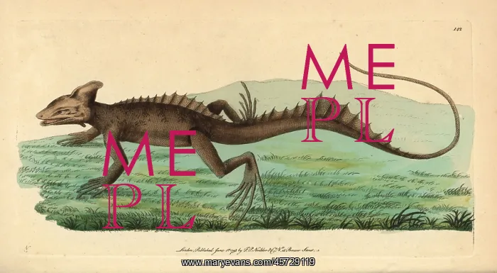 : Basilisk, Basiliscus basiliscus : Basilisk, Basiliscus basiliscus