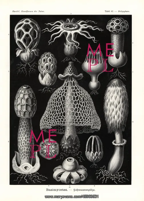 : Basimycetes mushrooms and puffballs : Basimycetes mushrooms and puffballs