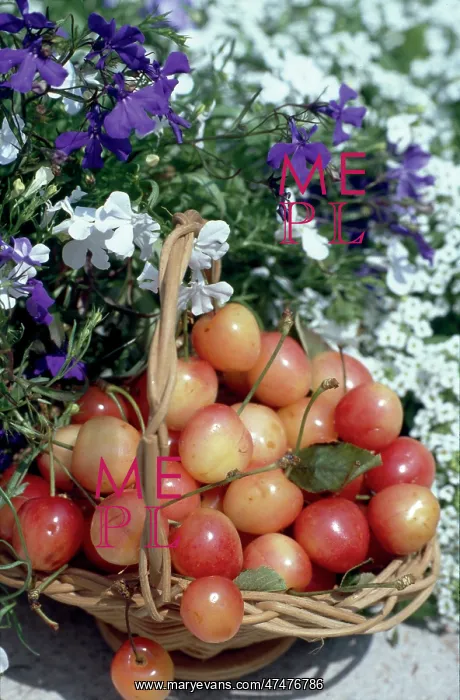  : Basket of Cherries ? with flowers