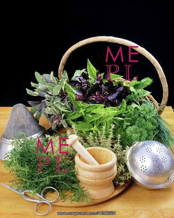 : Basket of Culinary Herbs Rosemary Basil Parsley : Basket of Culinary Herbs Rosemary Basil Parsley