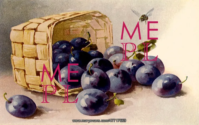 : Basket of Plums : Basket of Plums