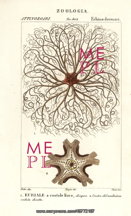: Basket star or gorgon's head, Astrocladus euryale : Basket star or gorgon's head, Astrocladus euryale