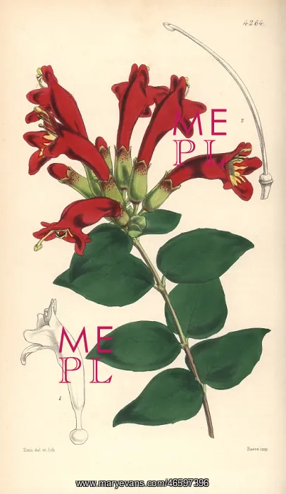 : Basket vine, Aeschynanthus pulcher : Basket vine, Aeschynanthus pulcher