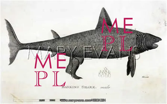  : BASKING SHARK / 1804