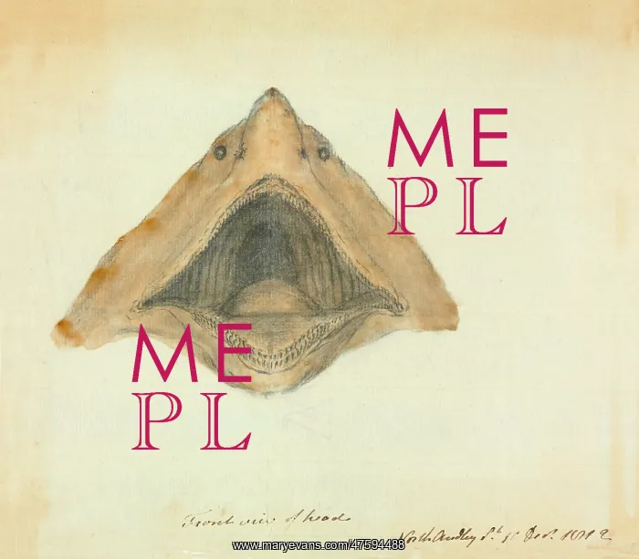 : Basking shark : Basking shark