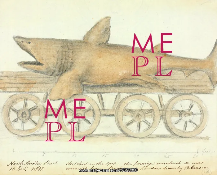 : Basking shark : Basking shark