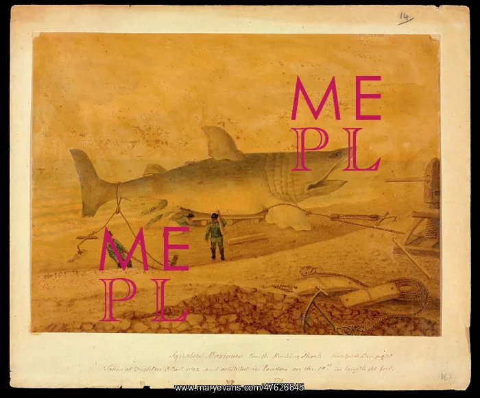 : Basking shark taken at Brighton 5 Dec 1812 : Basking shark taken at Brighton 5 Dec 1812