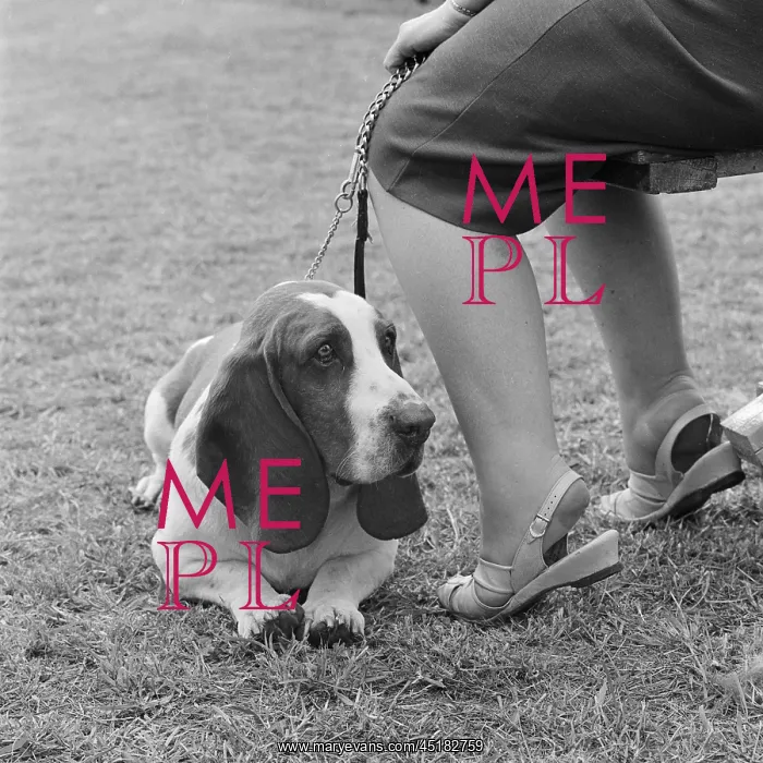 : Basset Hound : Basset Hound