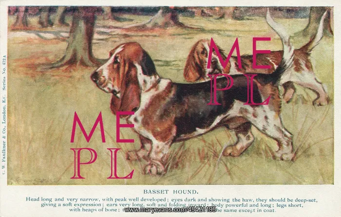 : Basset Hound : Basset Hound