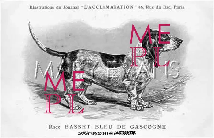 : Basset Hound Dog : Basset Hound Dog