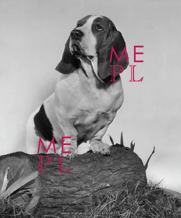  : Basset hound on a log