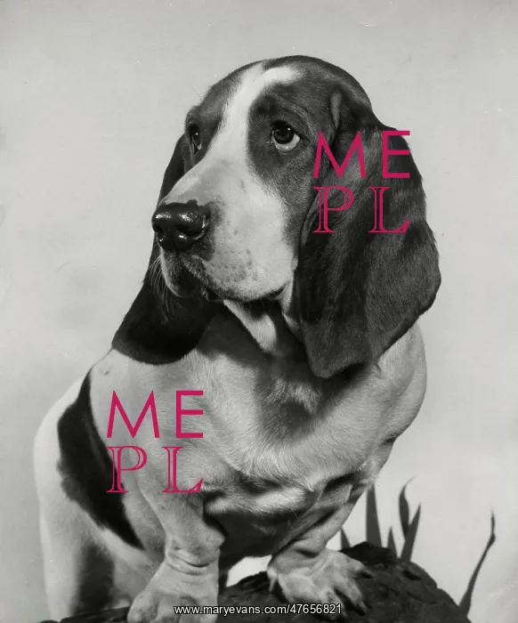  : Basset hound on a log