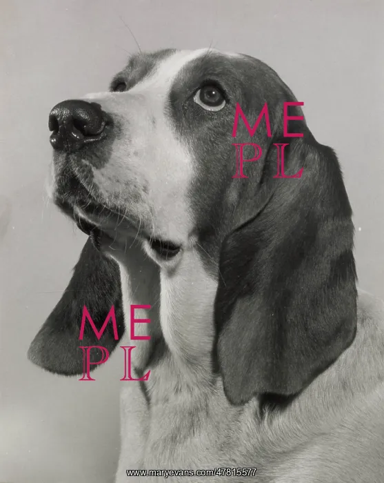  : Basset hound looking up