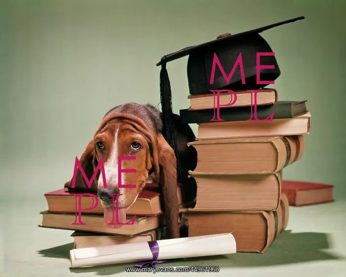 : Basset Hound Looking at Camera Resting Head on : Basset Hound Looking at Camera Resting Head on