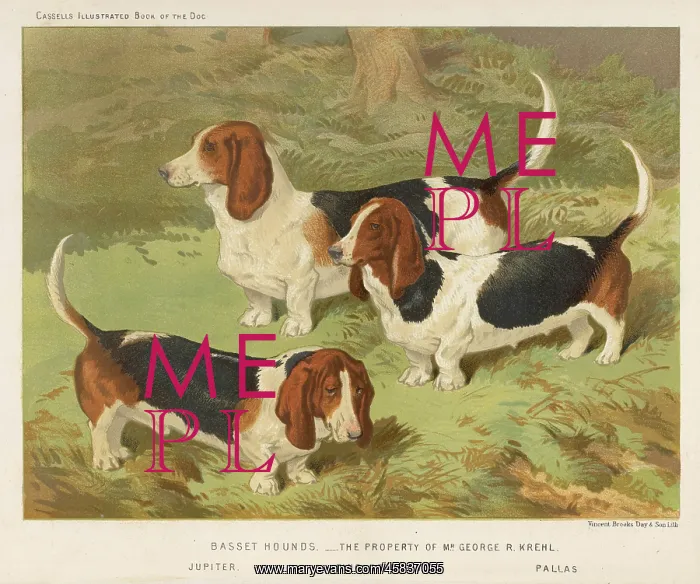  : BASSET HOUND (SHAW)