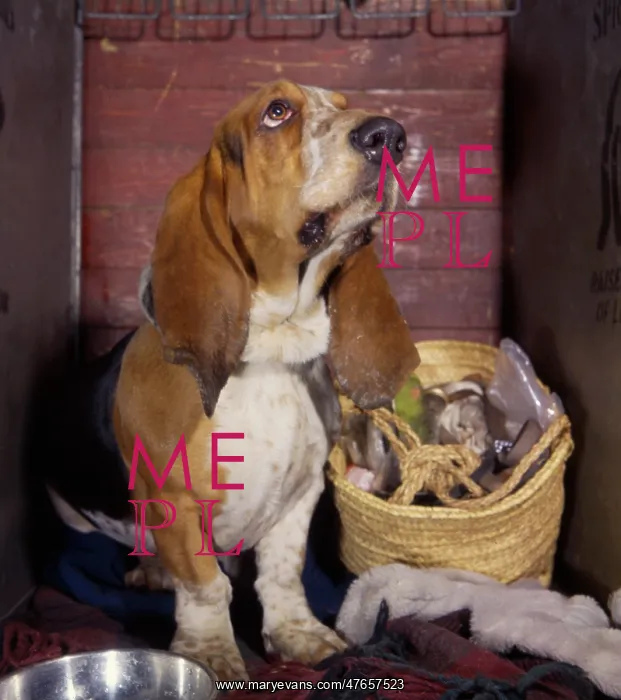 : Basset hound with shopping basket : Basset hound with shopping basket