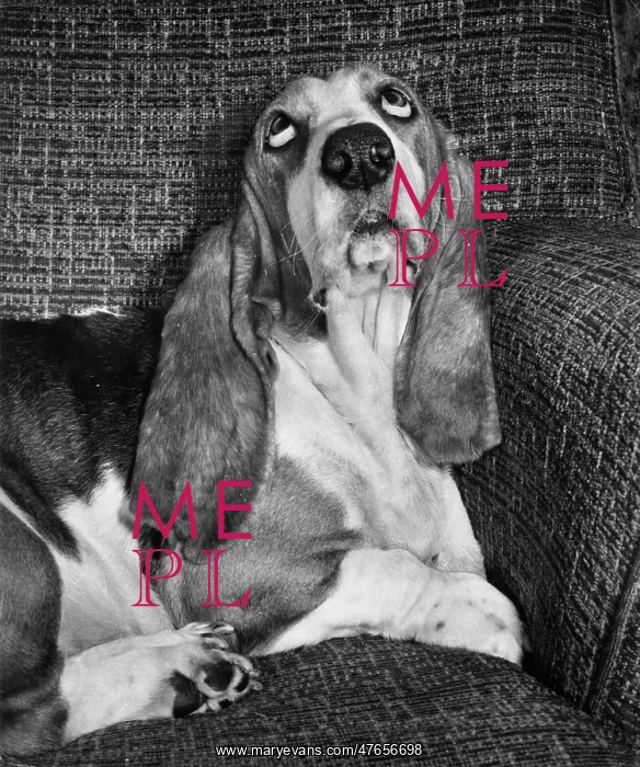  : Basset hound on a sofa