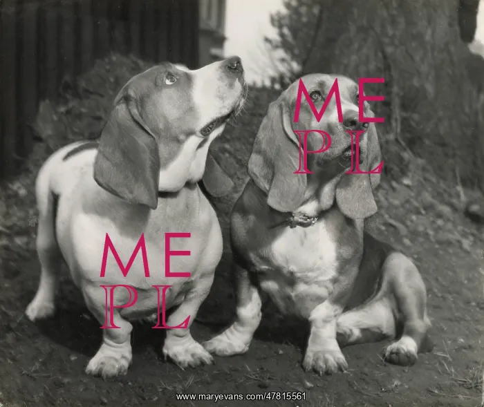  : Two Basset hounds
