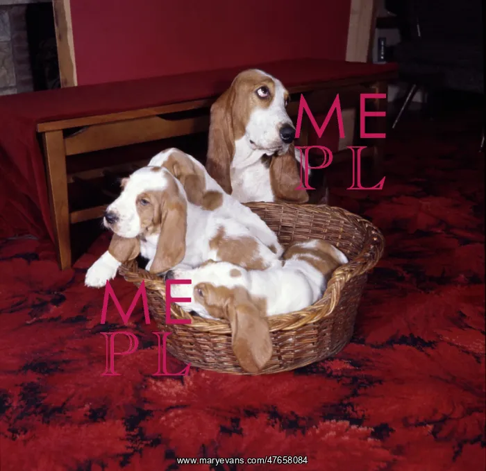 : Four Basset hounds with basket : Four Basset hounds with basket