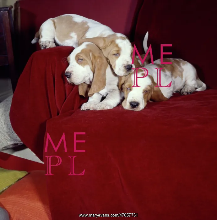 : Three Basset hounds sleeping on a sofa : Three Basset hounds sleeping on a sofa