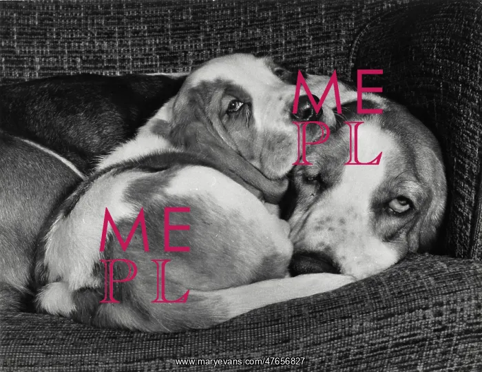 : Two Basset hounds on a sofa : Two Basset hounds on a sofa