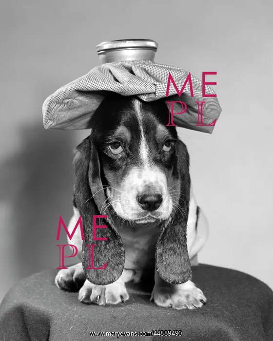  : BASSETT HOUND DOG WITH ICE PACK ON HEAD