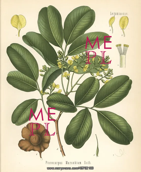 : Bastard teak, Pterocarpus marsupium : Bastard teak, Pterocarpus marsupium