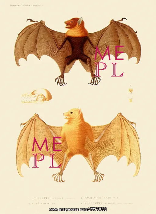  : Bat Anatomy