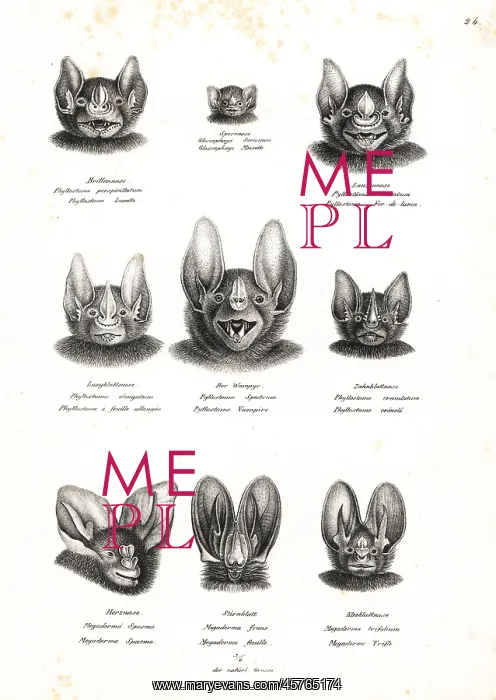 : Bat heads. Including great fruit-eating bat, Pallas's long-tongued bat : Bat heads. Including great fruit-eating bat, Pallas's long-tongued bat