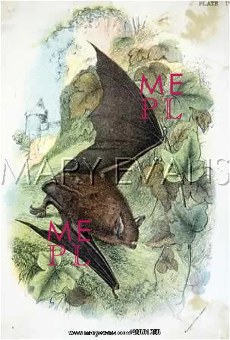 : BAT / REDDISH GREY / AFTERNL : BAT / REDDISH GREY / AFTERNL