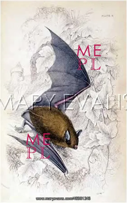  : BAT / REDDISH GREY / NL