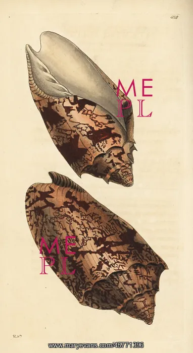 : Bat volute shell, Cymbiola vespertilio : Bat volute shell, Cymbiola vespertilio